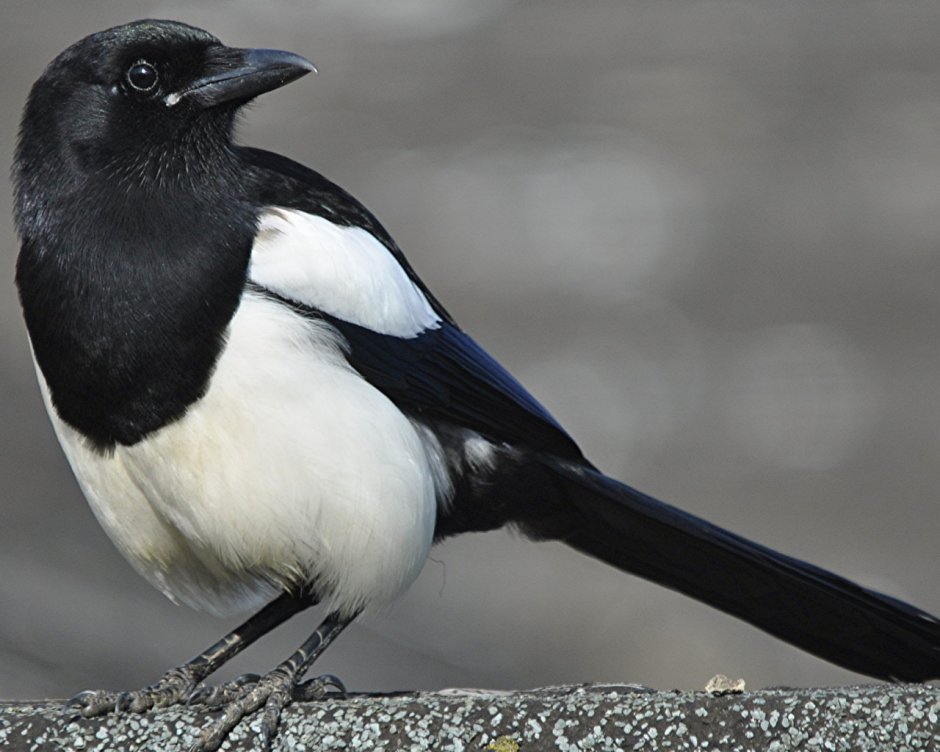 Клюв сороки