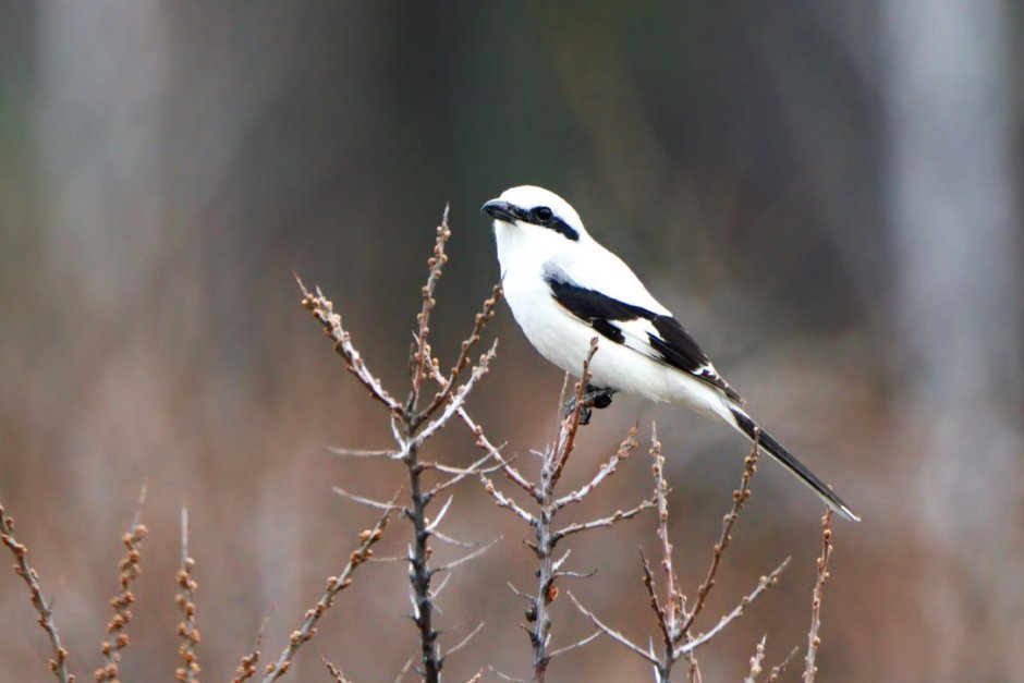 Серый сорокопут