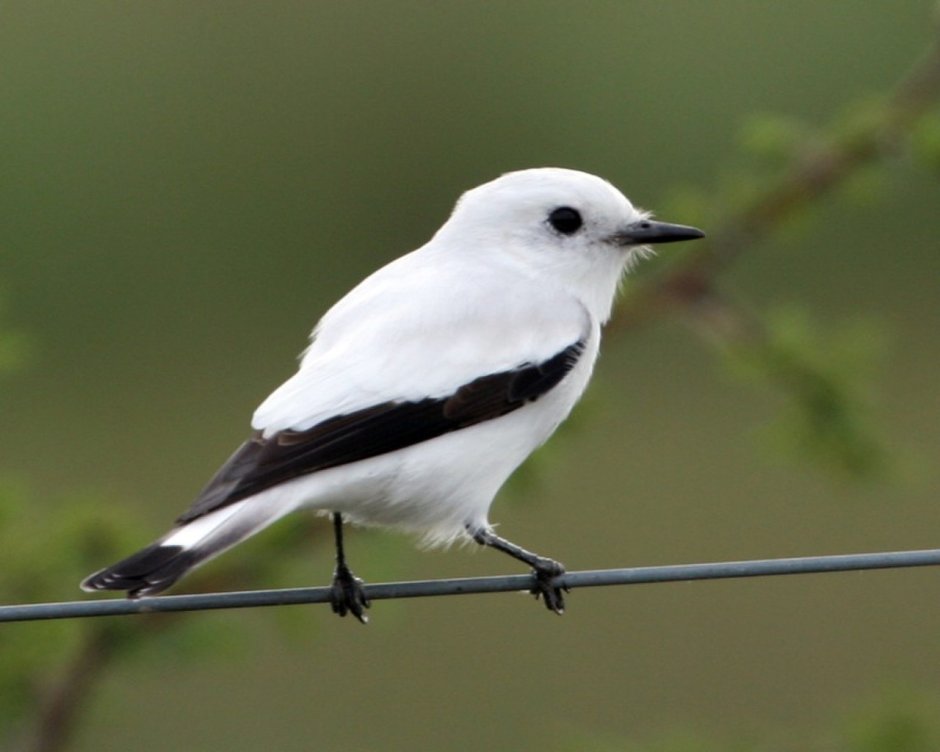 Черная птица с белыми глазами