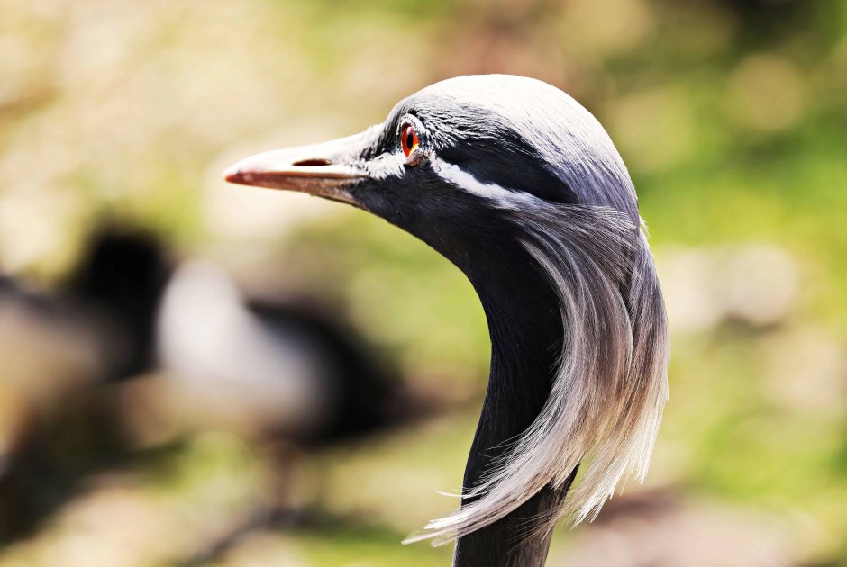 Птица с длинной шеей и клювом
