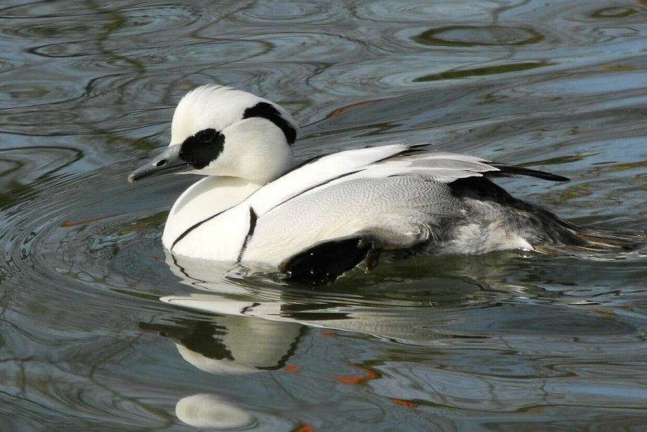 Черно белая водоплавающая птица