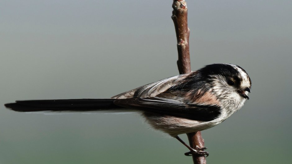 Полевая черно белая птичка