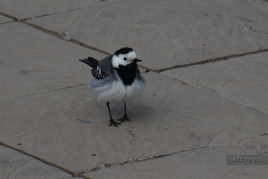 Птенец с черной головой