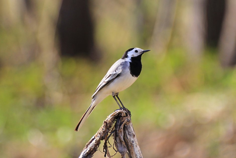 Белая трясогузка желтая трясогузка