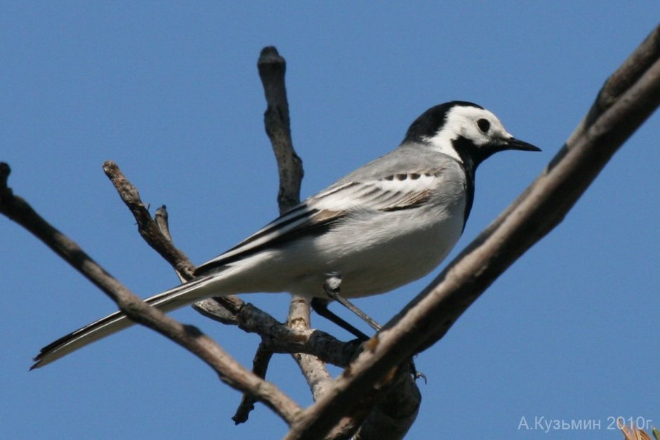 Птица с белой полосой на хвосте