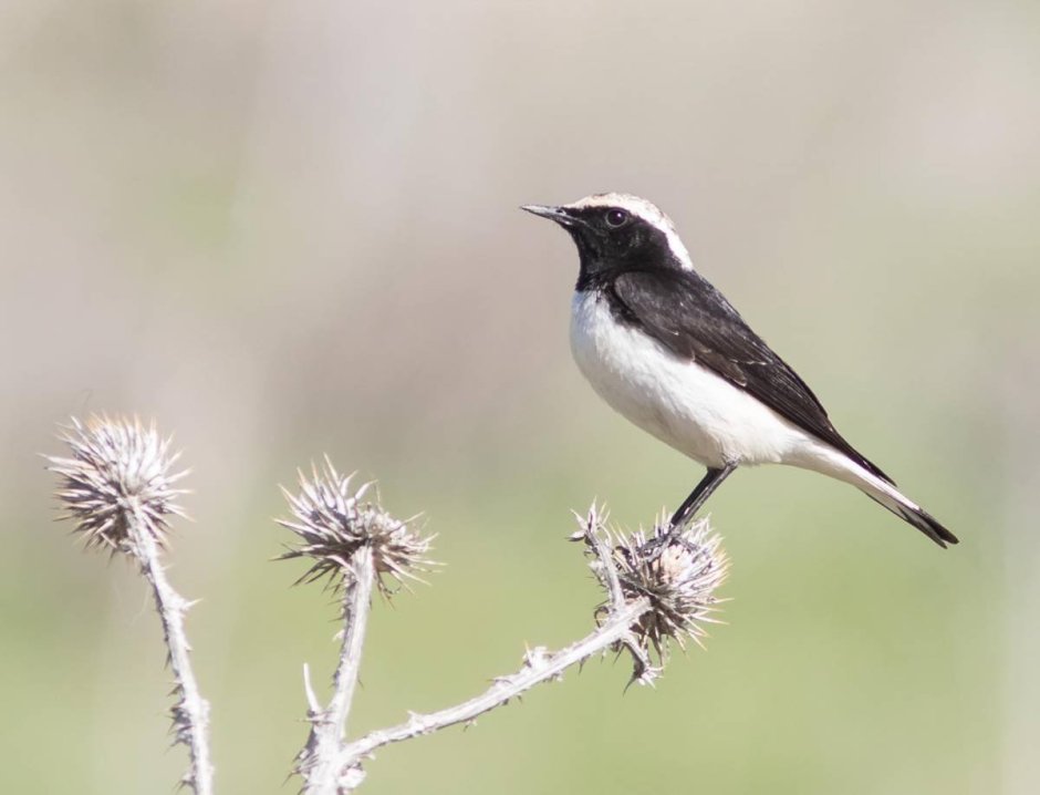 Каменка плешанка самка