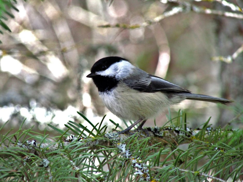 Птичка с черно белой головой