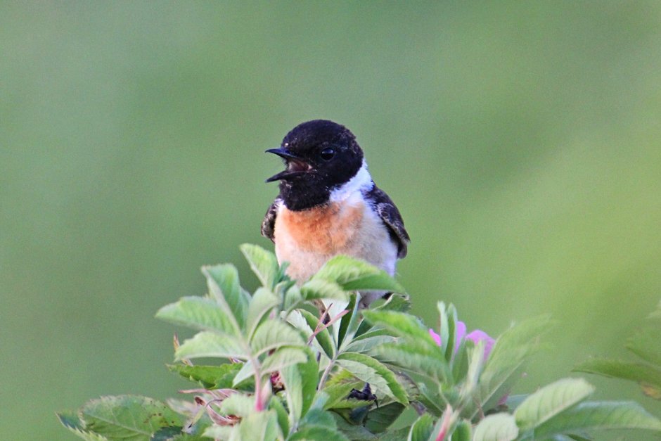 Сибирский черноголовый чекан