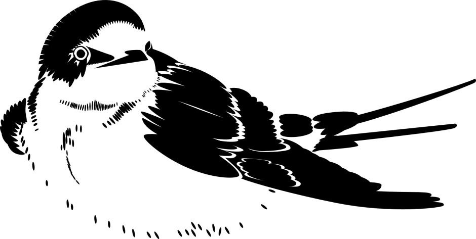 Графика птицы черно белые