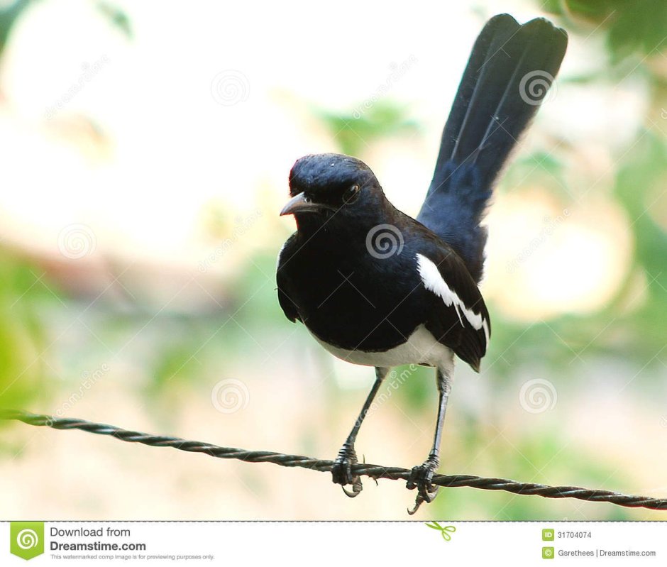 Птичка белая с чёрным с длинненькими ножками