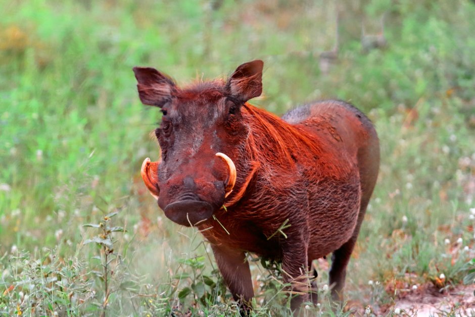 Кабан бородавочник
