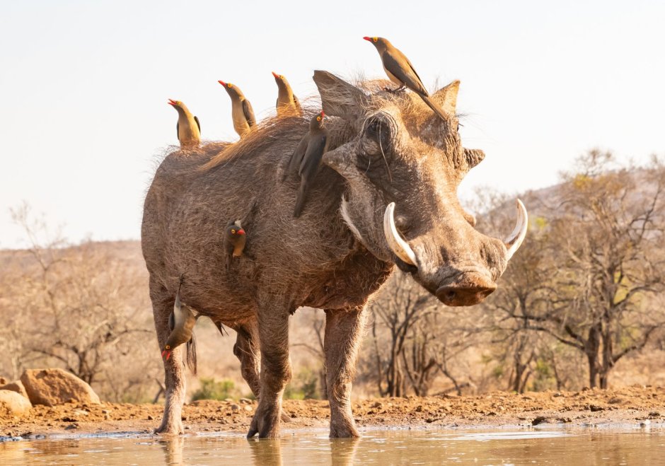 Африканский бородавочник