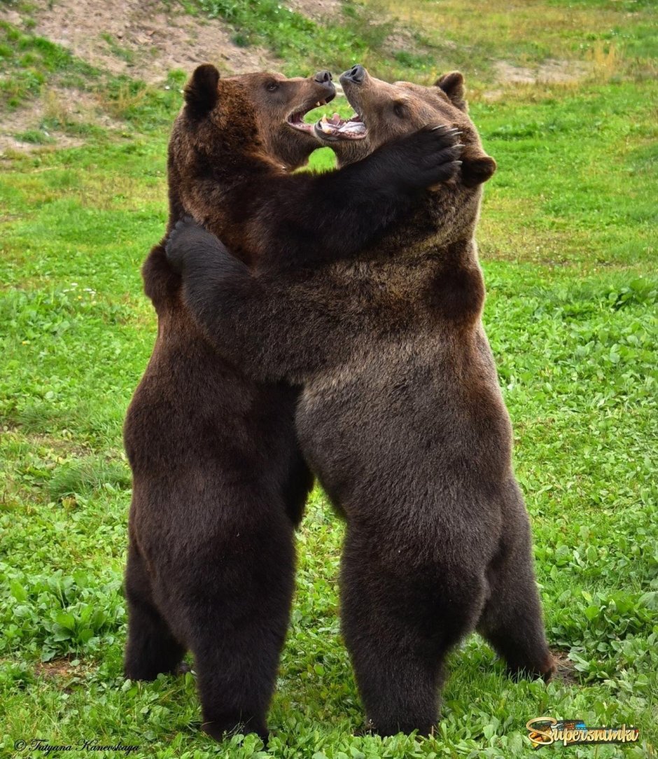 Косолапый мишка бурый грызли