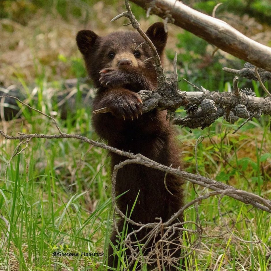 Косолапый медведьишка