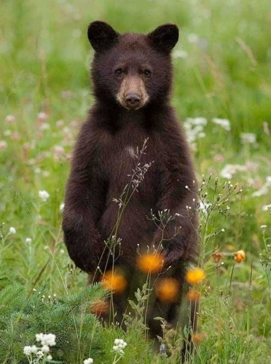 Молодой бурый медведь