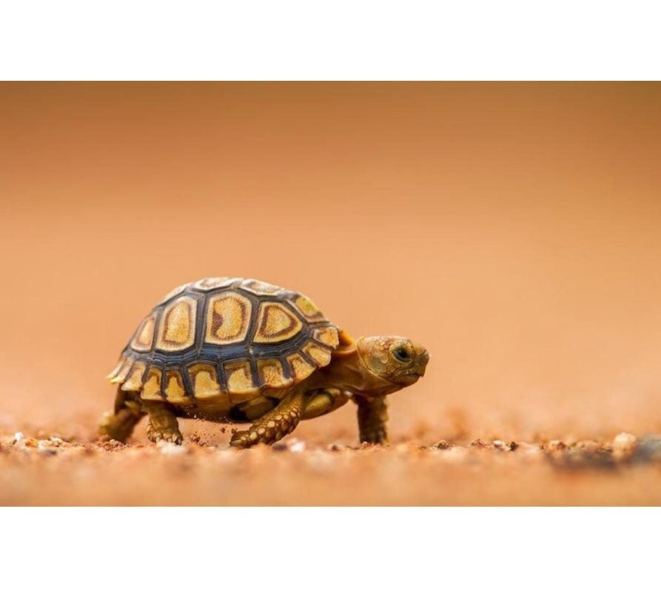 Черепаха милая сухопутная