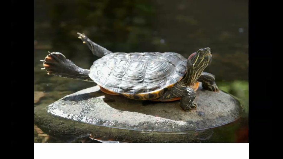 Смешные красноухие черепахи