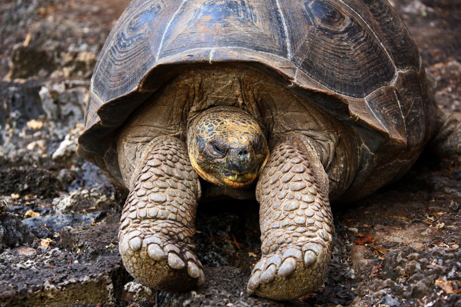 Сонная черепаха