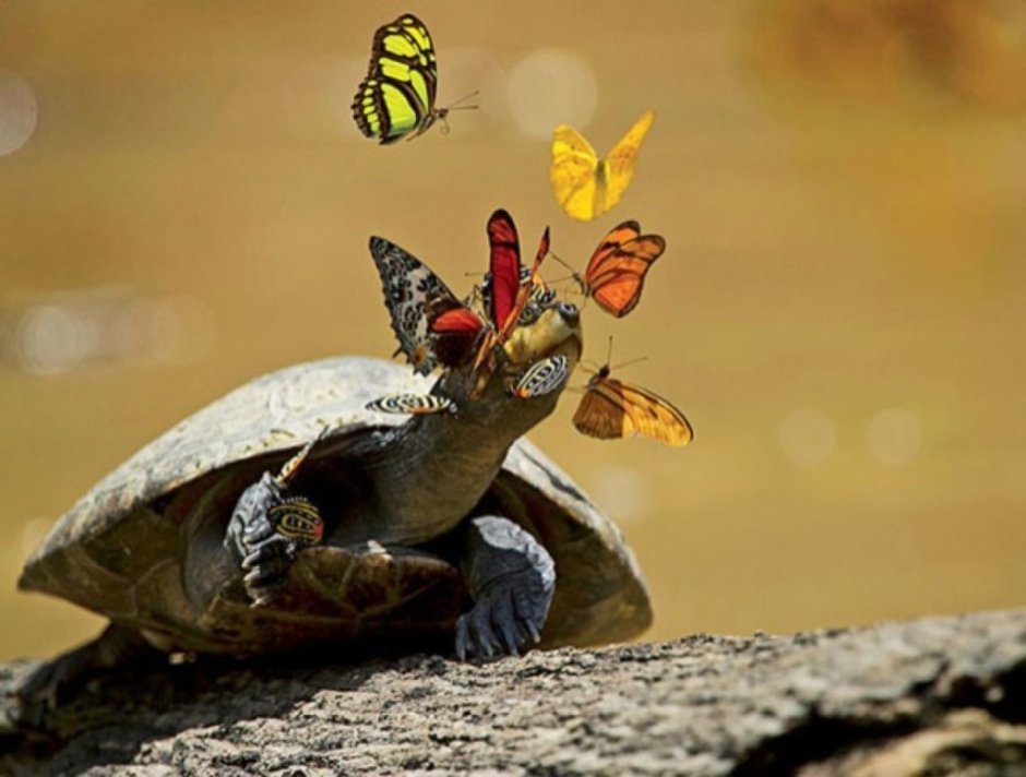 Бабочки пьют слезы черепах