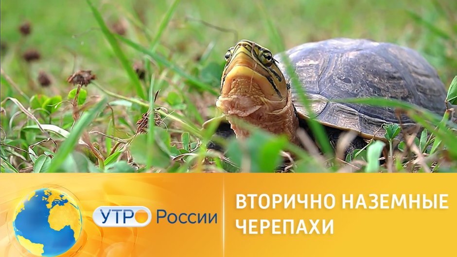 Доброе утро черепашка