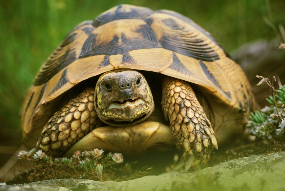 Балканская сухопутная черепаха