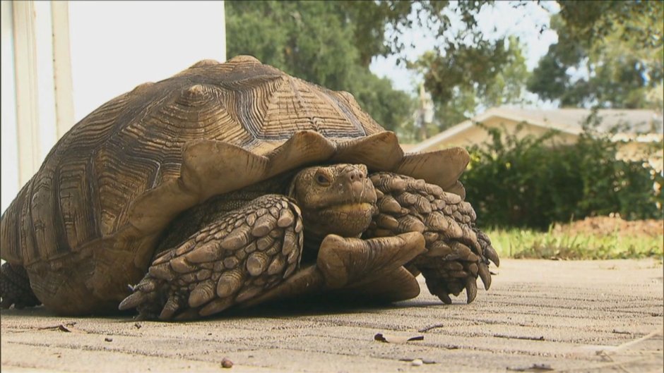 Добрая черепаха