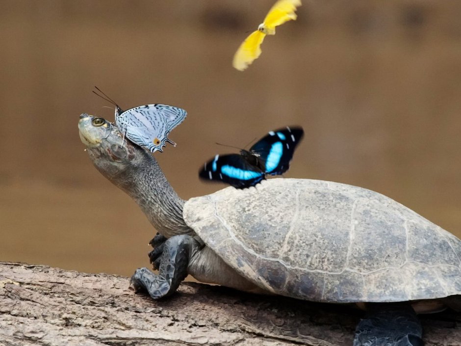 Доброе утро черепашка