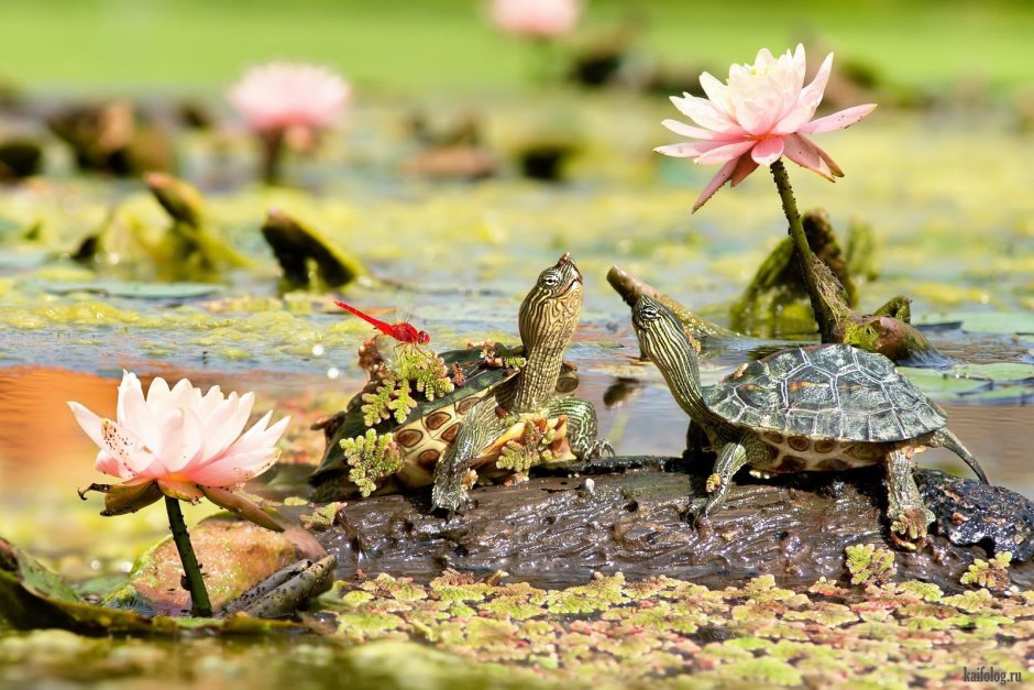 Черепаха с цветами