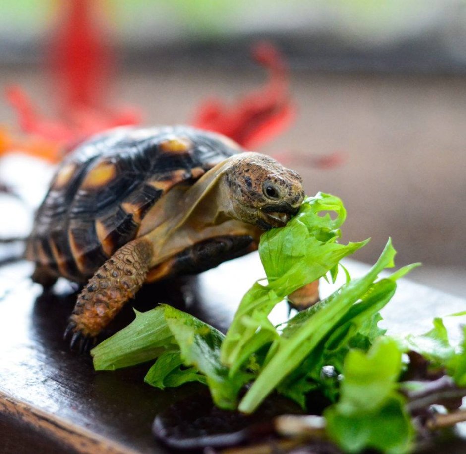 Среднеазиатская черепаха