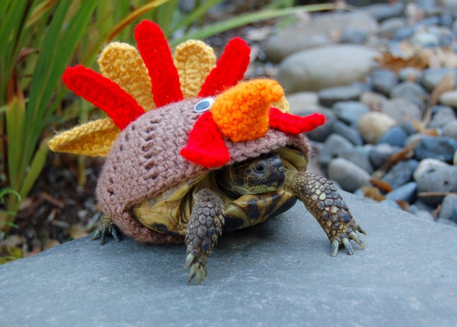 Прикольная черепаха