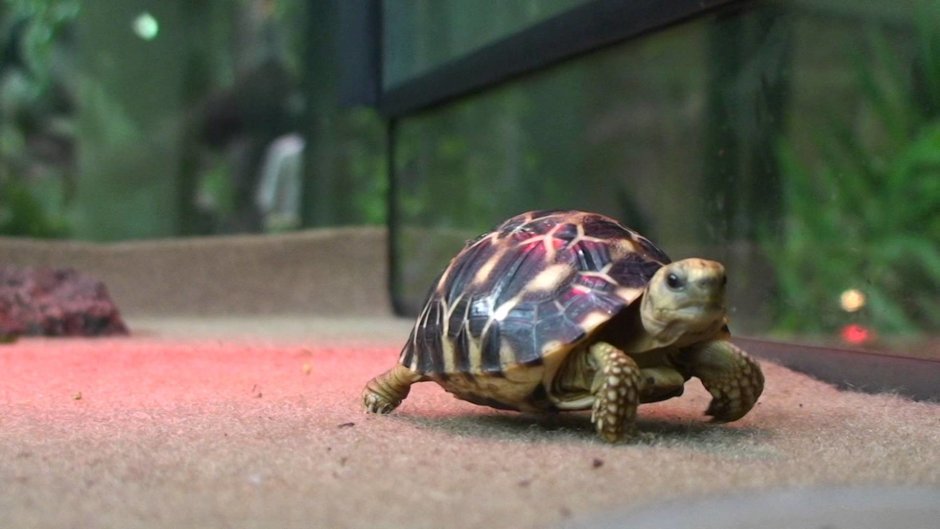 Самые милые черепахи