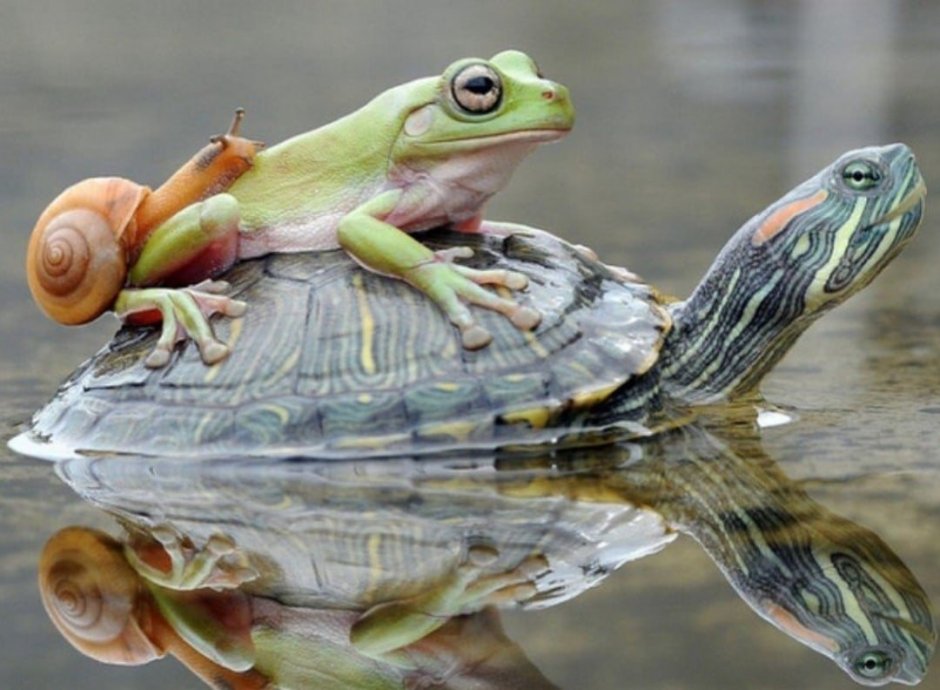 Лягушка на улитке