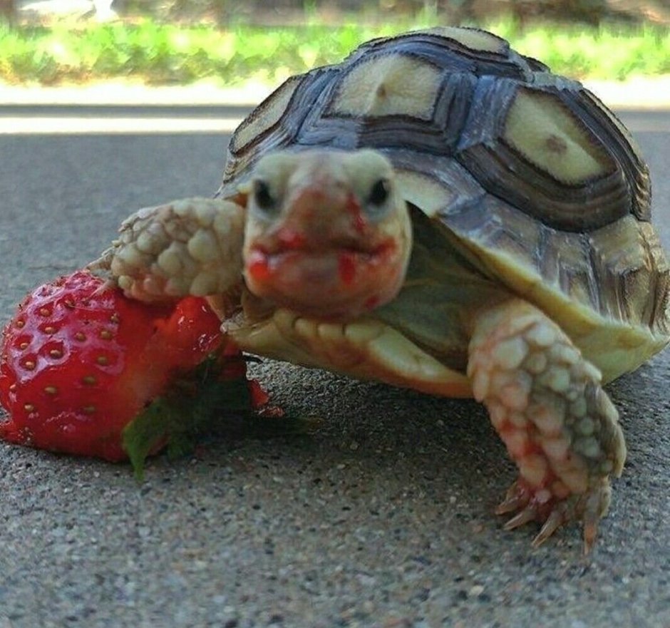 Доброе утро черепашка