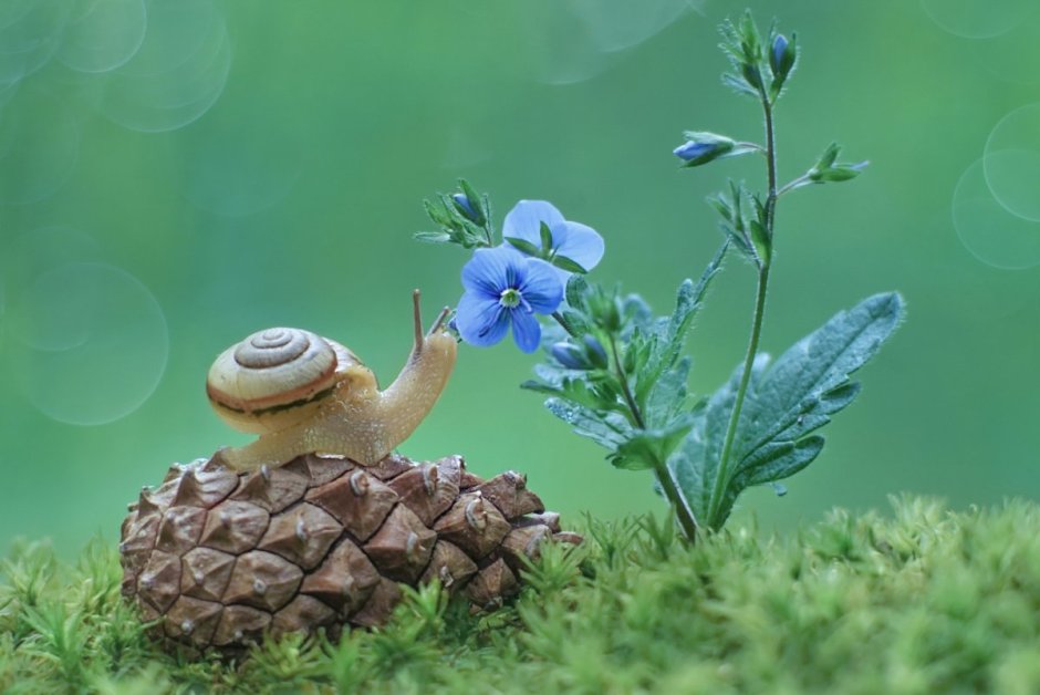 Улитка в цветах