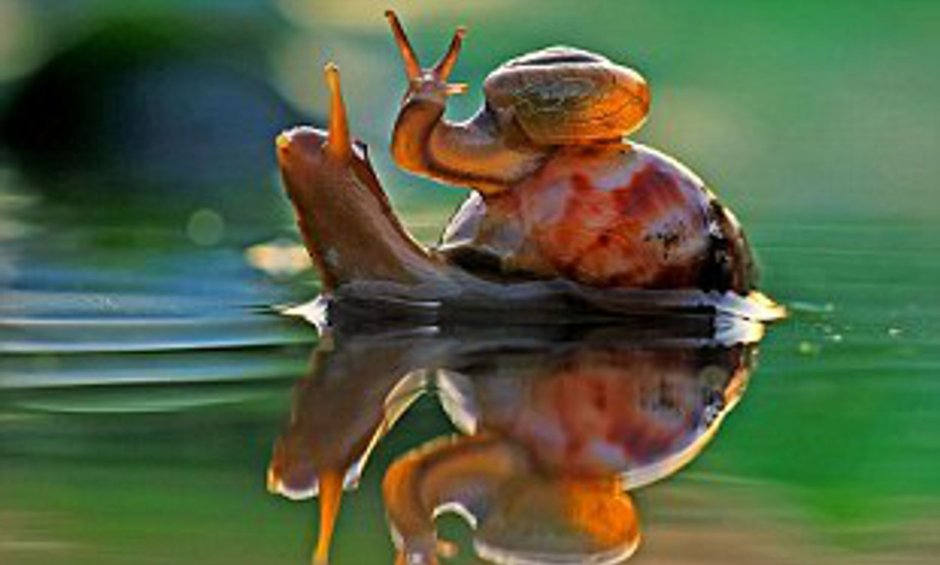 Счастливая улитка