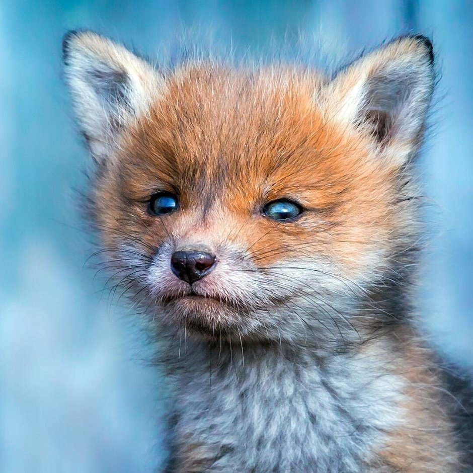 Красивые лисы