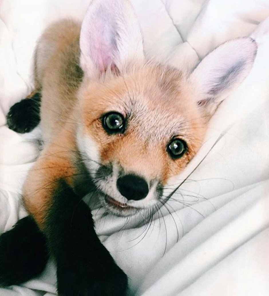 Милые лисята