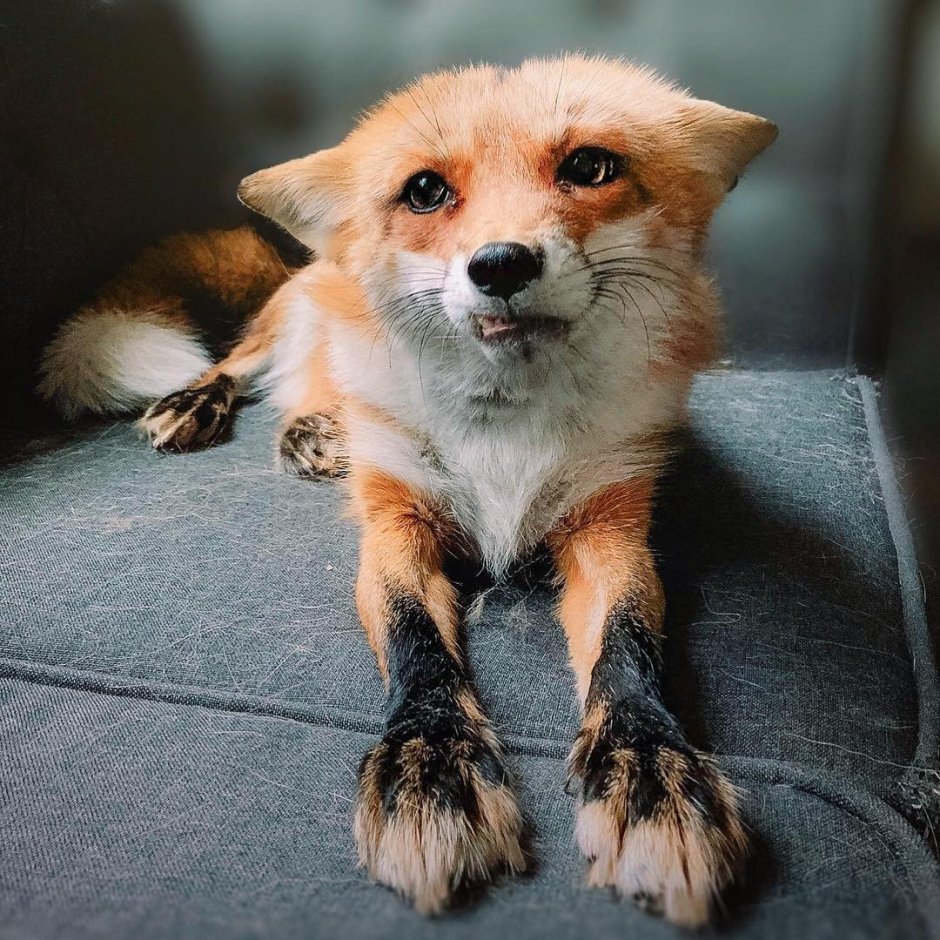 Домашняя лиса Джунипер