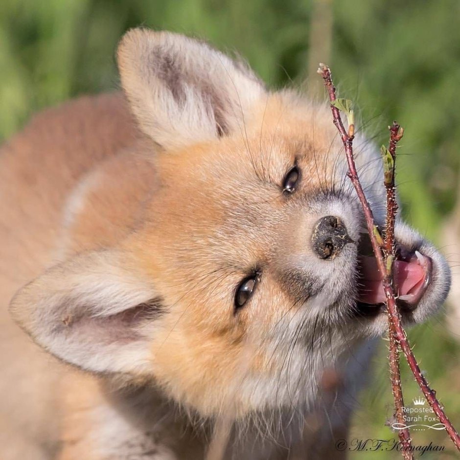 Лисенок и щенок