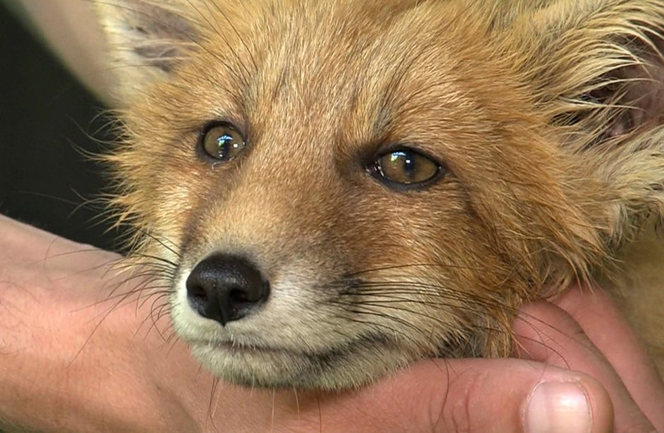 Лиса в Иркутске