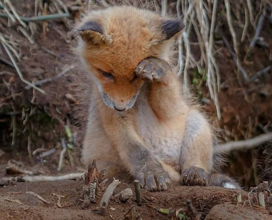 Лиса и кабачок