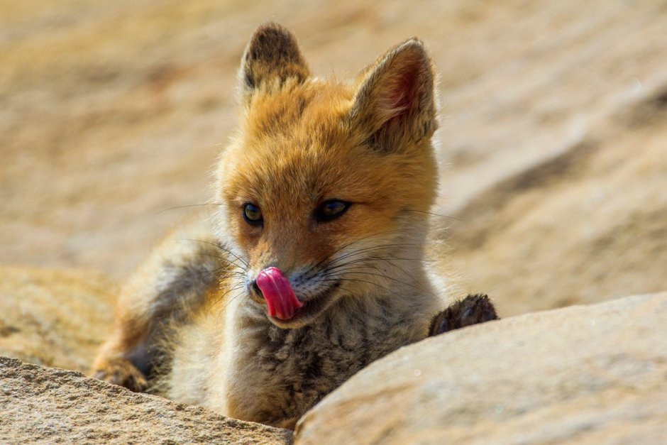 Маленькая Лисичка