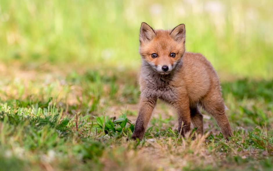 Лисенок 3 месяца