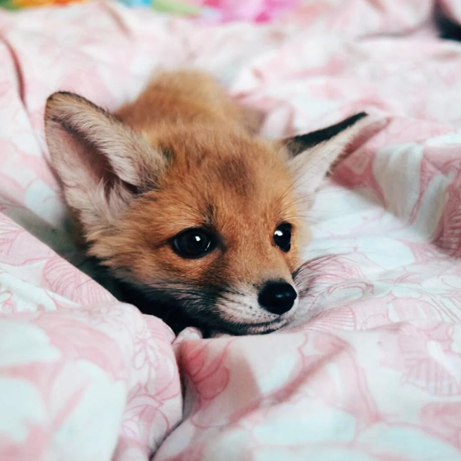 Лисенок СЛАДУН