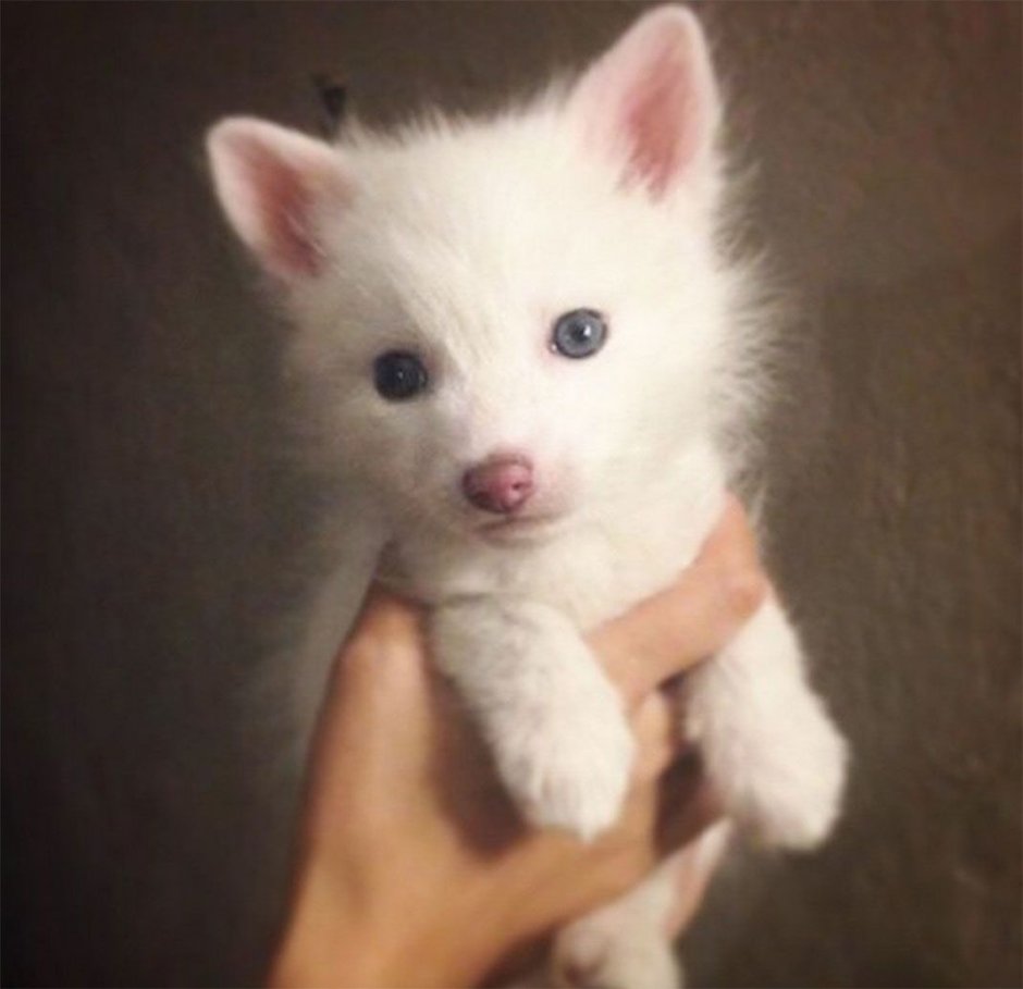 Маленький белый Лисенок