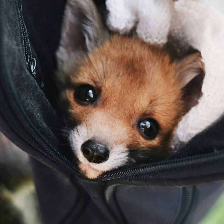 Карманный Лисенок