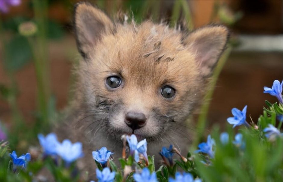 Fox Cub