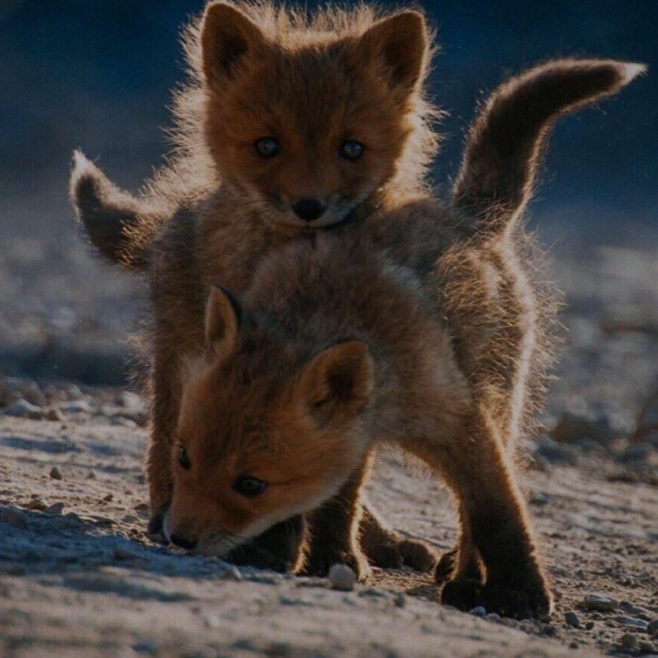 Маленький пушистый Лисенок