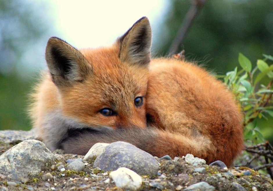 Рыжая лиса фото