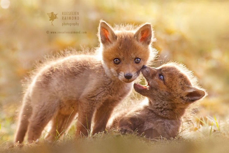 Милые лисята игра